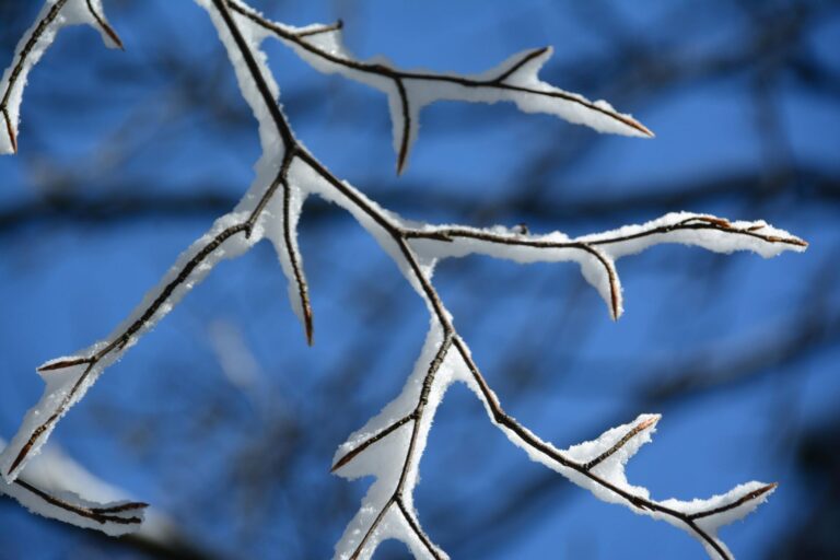 Snow-covered Tree Branches During Winter, Illustrating Freezing Temperatures and Seasonal Weather Conditions That Can Affect Soil Movement and Foundation Stability | Piermagic®